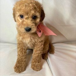 Goldendoodle Puppies from OnlyGoldendoodles