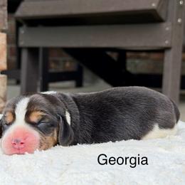 Georgia - Black tan and white female Beagle puppy in Mansfield, Missouri from Rippee Creek Kennel