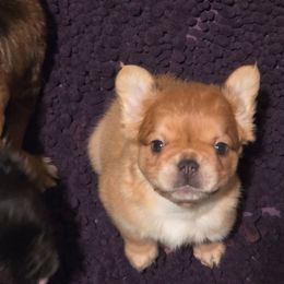 McChicken - Fawn female French Bulldog puppy in Asheville, North Carolina from MTO KENNELS