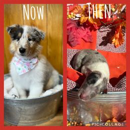 Collie and Yorkshire Terrier Puppies from Jolly Collies & Kingdom Elite Yorkshire Terriers