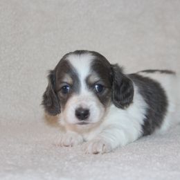 Dachshund Puppies from Rustic Bark Page's Dachshunds