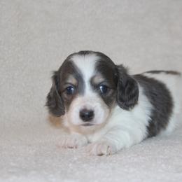 Dachshund Puppies from Rustic Bark Page's Dachshunds
