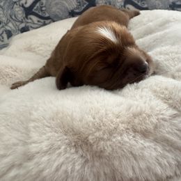 Flynn - Ruby male Cavalier King Charles Spaniel puppy in Melrose, Florida from Magnolia Hill Cavaliers and Doxies