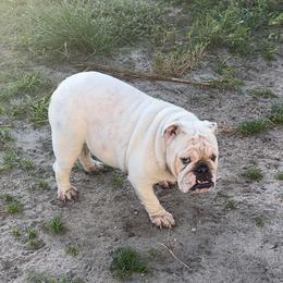 Georgia - Bulldog