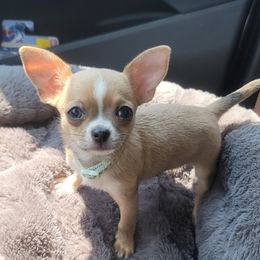 Gwendolyn - Chihuahua