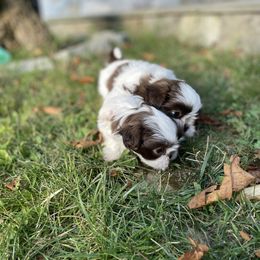 Shih Tzu Puppies from Dempsey’s Darlings