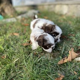 Shih Tzu Puppies from Dempsey’s Darlings