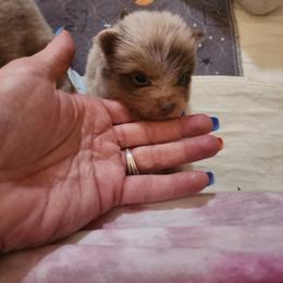 Funyun - Lavender male Pomeranian puppy in Tyner, Kentucky from Tanner's Majestix Kennels