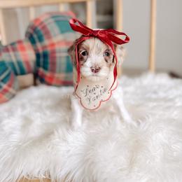 Calling Bird - 12 Days of Christmas - Merle female Goldendoodle puppy in Syracuse, Indiana from The Doodle Cove