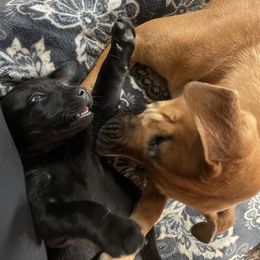 Labrador Retriever Puppies from No Boundaries Kennels