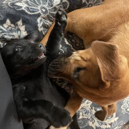 Labrador Retriever Puppies from No Boundaries Kennels