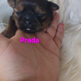 Prada - Black and tan female Shih Tzu puppy in Peoria, Arizona from Shihtzucircusaz