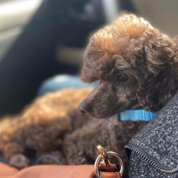 Trooper - Poodle
