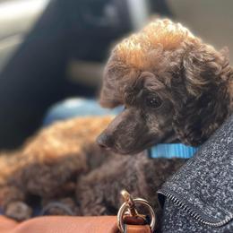 Trooper - Poodle