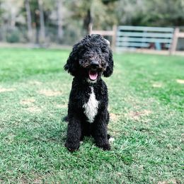 Fritz - Goldendoodle