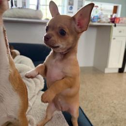 Honey Sriracha Aka buttercup - Cream and white female Chihuahua puppy in Pine Lakes, Florida from Chichianna's Legacy