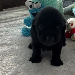 Dachshund Puppies from Dollhouse Miniature Dachshunds