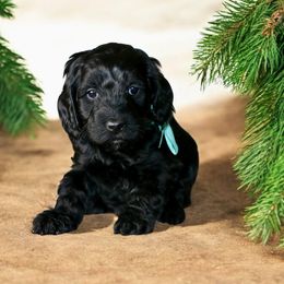 Teal- Black female - Black female Australian Labradoodle puppy in Milton, North Carolina from Good Day Doodles