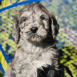 Assorted Doodle Crosses and Poodle Puppies from Denim and Diamond Doodles