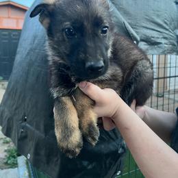 White Collar Male - Paschal - Sable male German Shepherd puppy in Adelanto, California from Würdighaus Kennels