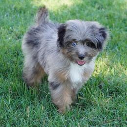 Coconut BMM Blue Eye - Blue merle male Aussiedoodle puppy in Lawton, Oklahoma from Lindsey’s Aussies
