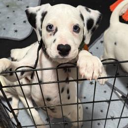 Levi - White and black male Dalmatian puppy in Hastings, Florida from Love My Spotty Dalmatians