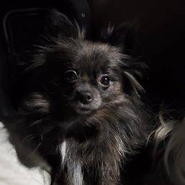 Koko - Pomeranian