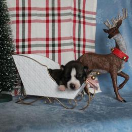 Orange - Agouti and white female Siberian Husky puppy in York, Pennsylvania from Spalla Pups