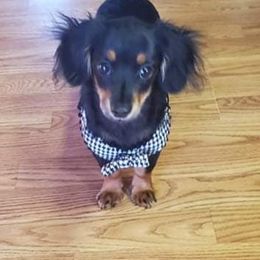 Dachshunds from Theresa Cress's Dachshunds