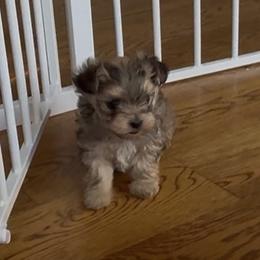 DB1 Chestnut Morkie - Merle male Morkie puppy in Jamestown, North Carolina from North Carolina Maltese, Yorkies & Morkies(previously California Maltese, Yorkies & Morkies)