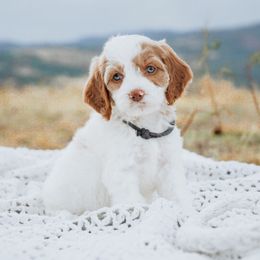 Navy Collar - Buff and white male Cockapoo puppy in Missoula, Montana from Big Sky Cockapoos