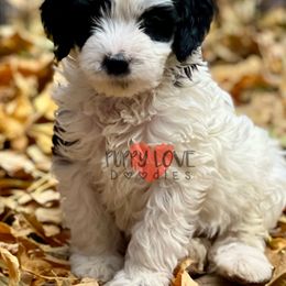 Aussiedoodle, Bernedoodle, Cockapoo, and Goldendoodle Puppies from Puppy Love Doodles