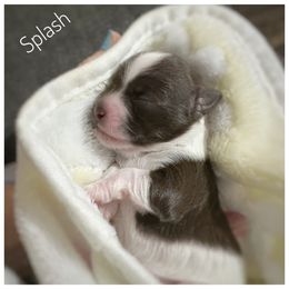 Splash - Chocolate male Havanese puppy in Katy, Texas from Cloud 9 Havanese
