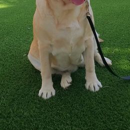 Labrador Retriever All Grown Up from Daisy Mountain Labs