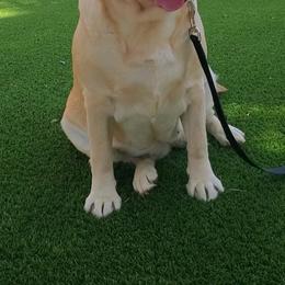 Labrador Retriever All Grown Up from Daisy Mountain Labs