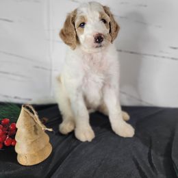 Poodle Puppies from Athena Smiles Standard Poodles