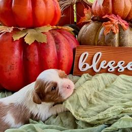Bubbles - Blenheim female Cavalier King Charles Spaniel puppy in Hemphill, Texas from Toledo Bend Cavaliers