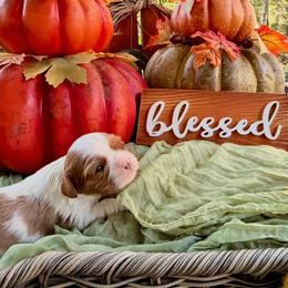 Bubbles - Blenheim female Cavalier King Charles Spaniel puppy in Hemphill, Texas from Toledo Bend Cavaliers