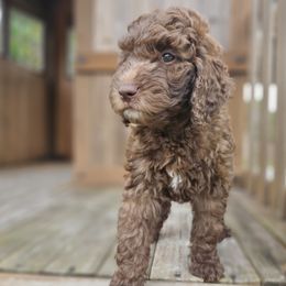 Yellow-girl - Chocolate Goldendoodle puppy in Port Saint Lucie, Florida from Lucie Doodles FL