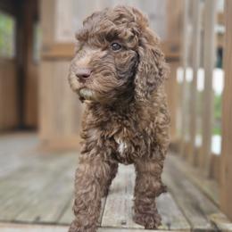 Yellow-girl - Chocolate Goldendoodle puppy in Port Saint Lucie, Florida from Lucie Doodles FL