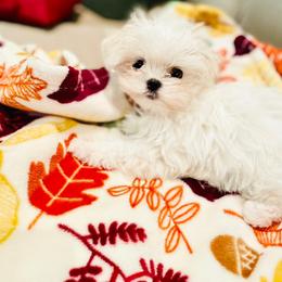 Maltese Puppies from Made to Love Maltese LLC