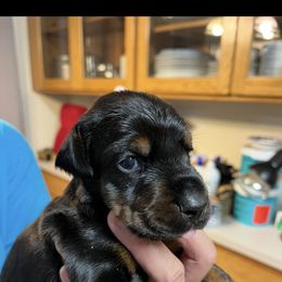 Sora - Black and rust female Doberman Pinscher puppy in Newberg, Oregon from De Mata Dobermann Kennel