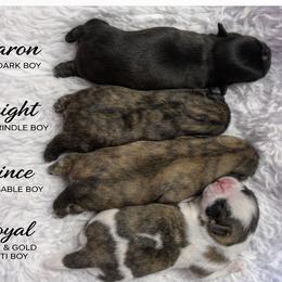 Knight - Brindle male Shih Tzu puppy in North Port, Florida from MarQue Shih Tzus