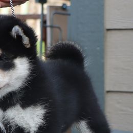 Shiba Inu from Kuro Oka Shibas