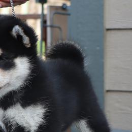 Shiba Inu from Kuro Oka Shibas