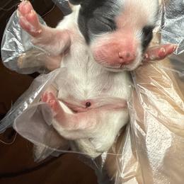 TBD - Black and white male Shih Tzu puppy in Las Vegas, Nevada from Miracle's Shih Tzus
