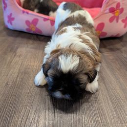Neo - Brindle and white male Shih Tzu puppy in Centerton, Arkansas from Hernandez Family Shih Tzus