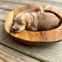 Chester - Red and white male Cockapoo puppy in Ellaville, Georgia from Lakeside Cockapoos