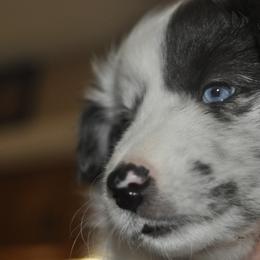 Shetland Sheepdog Puppies from Kochar Shelties