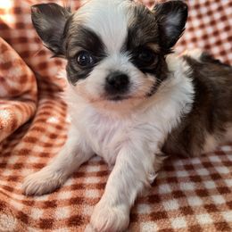 Pumpkin - Black and white male Chihuahua puppy in Austin, Indiana from Dog Bones N Harmony